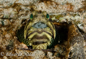 jawfish with eggs by Eduardo Nadal 